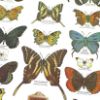 Close up of butterfly Nature Poster - Small